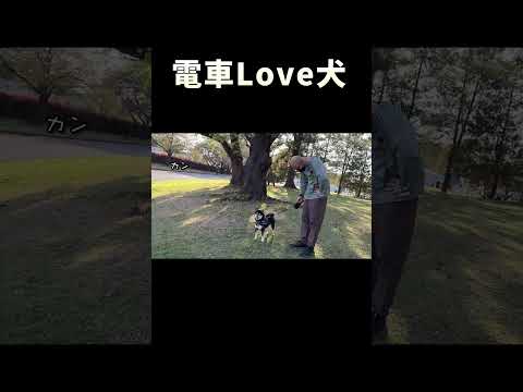 電車LOVE犬 サムネイル