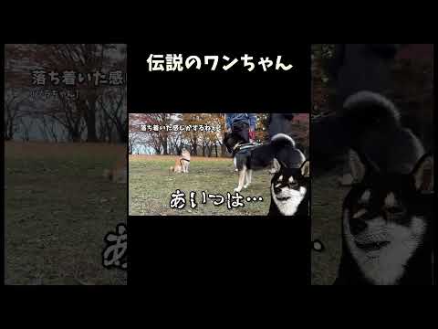 伝説のワンちゃん サムネイル