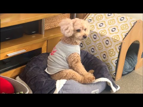 自分を人間だと思いこんでいる甘えん坊な大きいトイプードルが愛おしい【デカプー】【トイプードルのロアくん】【toy po… サムネイル