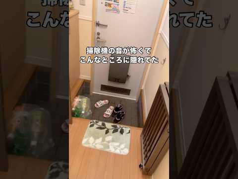 掃除機の音が怖くてどこに行ったのかと必死に探してたらこんなところにいた 子猫 キジトラ 掃除機 shorts サムネイル