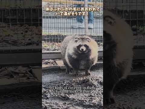 【旭山動物園】エゾタヌキ✨[Asahiyama Zoo] raccoon dog　shorts サムネイル