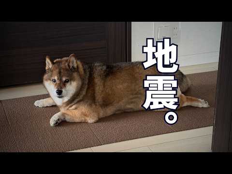 地震警報がなった！ビビる飼い主！その時柴犬は・・・