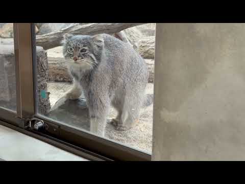 アブちゃん 登った🤭　マヌルネコ　那須どうぶつ王国にて　2026年4月24日 サムネイル