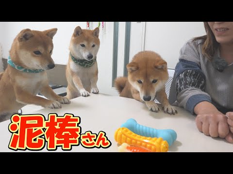 突然のおもちゃに目を輝かせる柴犬達。このあと可愛い泥棒さんが現れました。 サムネイル