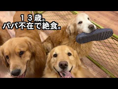 【号泣】1週間不在のパパと再会。13歳のゴールデンがご飯も食べず待ち続けた結末が切なすぎた… サムネイル