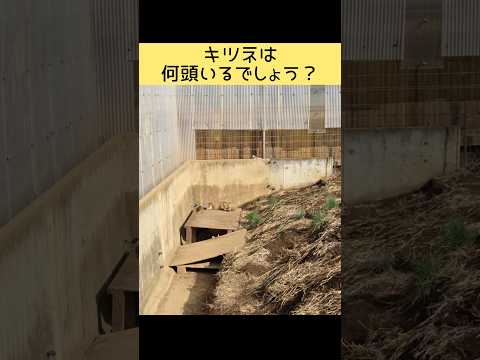 キツネは何頭いるでしょうか？東武動物公園 動物 動物園 癒し zoo かわいい animals キツネ キツネを探せ！