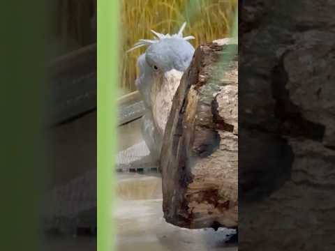 shorts マリンバさ〜ん！！　ハシビロコウ　神戸どうぶつ王国にて　2025年12月29日 サムネイル