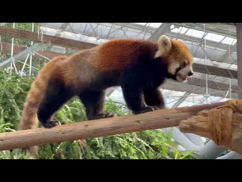 ヤマトくんかな？　レッサーパンダ　神戸どうぶつ王国にて　2025年12月26日 サムネイル