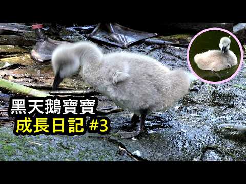黑天鵝寶寶成長日記3 鵝寶寶吃飽上岸,甩甩尾巴拍翅理毛,舉腳腳抓抓臉好可愛 baby black swan babya… サムネイル