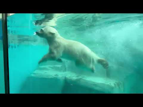 モモ太くん ずいぶん潜れる様になったネェ〜😊　  ホッキョクグマの仔　男鹿水族館GAOにて　2026年5月22日 サムネイル