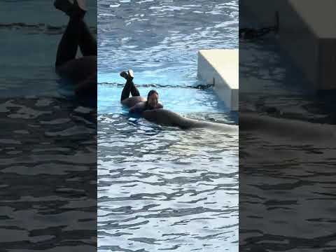 shorts パフォーマンス終了後のステラさん　須磨シーワールドにて　2025年12月30日 サムネイル