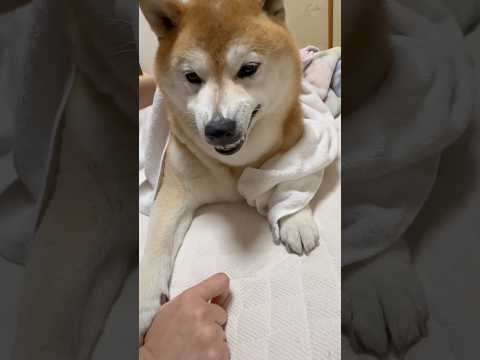 柴犬福 濡れた状態で逃走して姉に捕まった時の柴犬🤣Bad boy🤣姉と柴 shorts 柴犬 shibainu jap… サムネイル