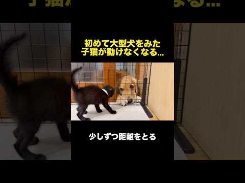 初めて大型犬をみた子猫が動かなくなっちゃいました...【ゴールデンレトリバー・ボーダーコリー】shorts