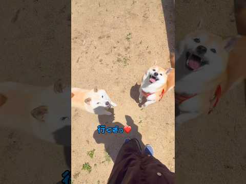 お友達とワイワイ🐶🐶❤️柴犬 チワワ shorts サムネイル