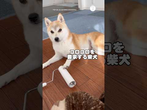 コロコロを要求する柴犬　柴犬　犬　面白い　犬のいる暮らし かわいい犬 サムネイル