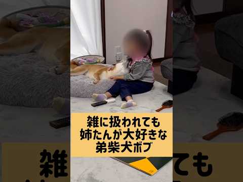 ケンカもめっちゃするけどね。 柴犬 サムネイル