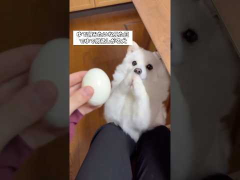ゆで卵みたいなビジュでゆで卵大好きだからめっちゃおねだりされる ポメラニアン 柴犬 ポメ柴 shorts