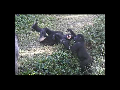 little gorilla brothers Jabali 5y1m old & Ringo 4y6m old. s… サムネイル