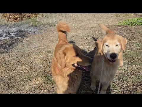 トン君とイロハの遊びにお目付け役のビスも参加。３頭のゴールデンレトリバーで田んぼの散歩 サムネイル