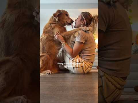 coming home to my golden retriever ♥️ goldendog dog puppy g… サムネイル