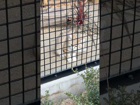 shorts スナネコのジウちゃん　ちょこんとお座り❣️ ごかつら池どうぶつパーク　2026年1月24日 サムネイル