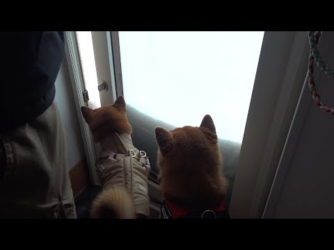 大雪で庭に出られない朝、柴犬たちは… サムネイル