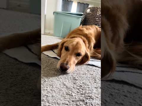 Golden retriver hug me india dog goldenretreiver dogbreed f… サムネイル