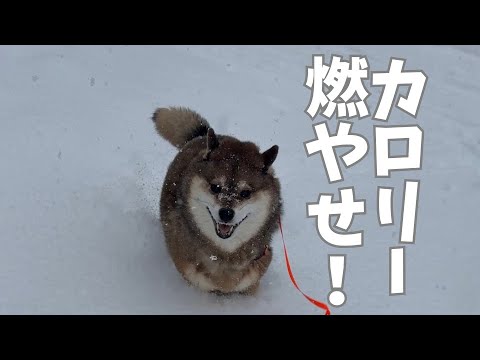 飼い主へ厳しく！それが恩返し・・・ サムネイル