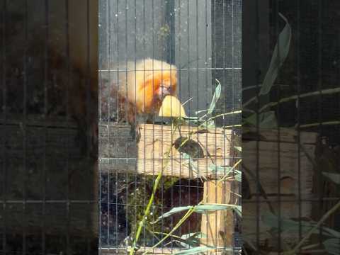 shorts エリオくん 大きいリンゴ齧るの面倒っと思ってナイ😅？　ゴールデンライオンタマリン　小ザルたちにフルーツを… サムネイル