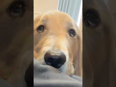 ...🙄大型犬 ゴールデンレトリバー サムネイル