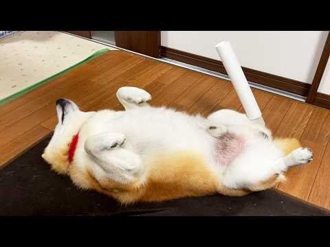 柴犬の後ろ足に延長ポールを接続してみると・・・ サムネイル