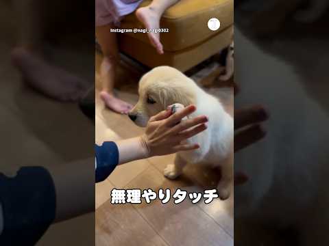 教えたこと全部わかってる子犬　子犬　ゴールデンレトリバー 犬　大型犬　かわいい サムネイル