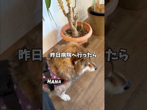 怒らせると危険⚠️？病院で本利発揮する胡麻柴… サムネイル