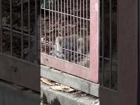 shorts 絶賛毛づくろい中〜　エルくんとミーニャちゃんの息子たち　マヌルネコ　東山動植物園にて　2026年3月13日 サムネイル