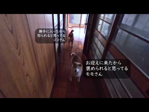2026年5月16日(土) 朝からドッタンバッタン侵入者