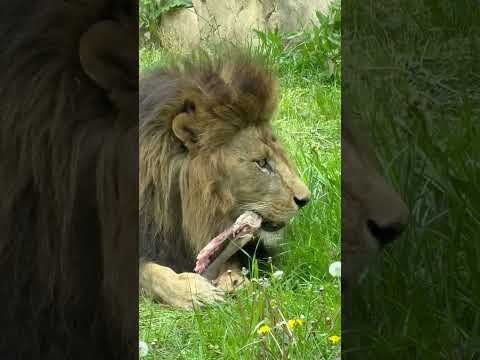 shorts 狙っているカラスがガッカリするくらいキレイに食べるヨ〜っと心に決めてそうなアレンくん🤭　屠体給餌「ライオ… サムネイル