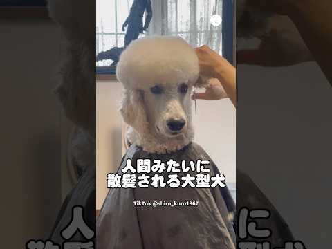 人間！？散髪されている大型犬　スタンダードプードル 大型犬　犬　かわいい犬 散髪 サムネイル