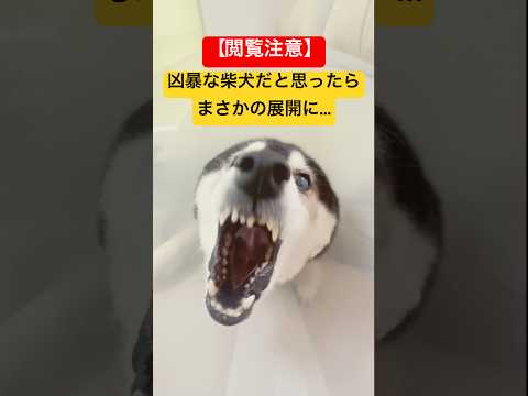 【閲覧注意】凶暴な柴犬…と思いきや、まさかの展開にw サムネイル