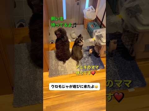 クロモジャが遊びに来た🐶柴犬 チワワ shorts サムネイル