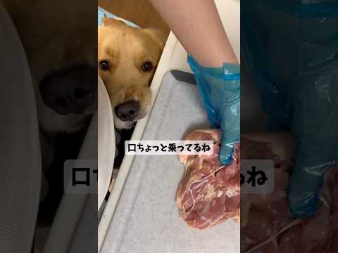 イライラするモンちゃんgoldenretriever ゴールデンレトリバー