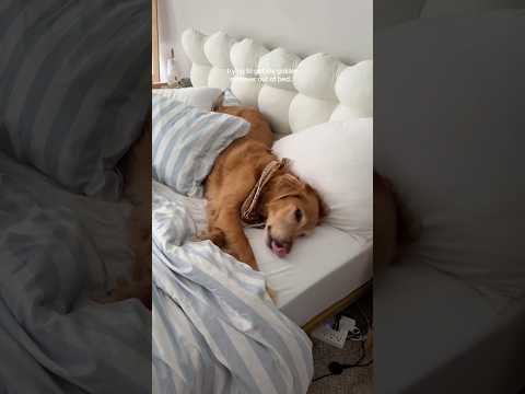 coming home to my golden retriever🥵 goldenretreiver dog ind…