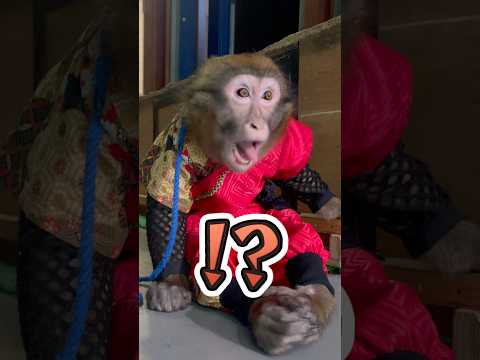 舌の動きがやばい猿…きもい？かわいい？ サムネイル