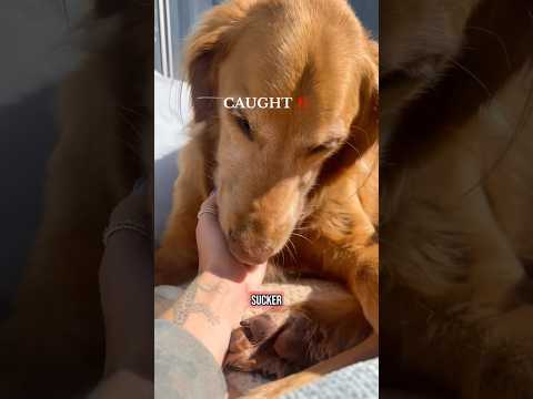 dog-tor coby to rescue🛟goldenpup puppy goldenpupppy dogbree… サムネイル