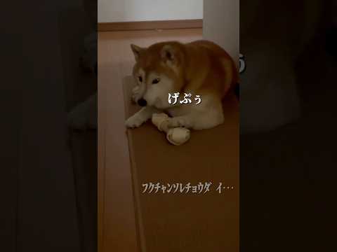 柴犬福 兄よりホネな柴犬🤣Brother and Shiba🤣shorts 柴犬 japanesedog shibai… サムネイル