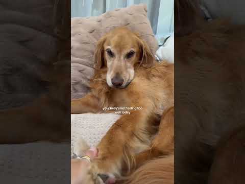 coming home to my golden retriever🥵goldenretreivers  dog pu… サムネイル