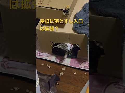 【住居改装中】今日のキビ。体重測定できず cat kitten 猫 子猫 仔猫 子猫の体重 ibukikohaku 癒…