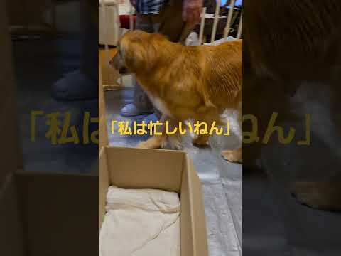 2026年5月16日産まれの生後１０日目のベビーゴールデンレトリバー goldenretriever 大型犬のいる生活… サムネイル