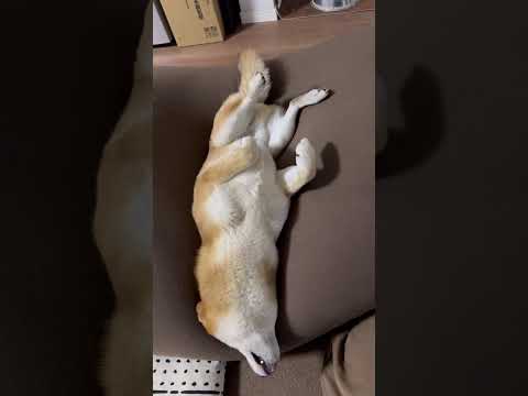 柴犬とん君の愛くるしい寝姿で、心を癒す時間　柴犬　柴犬とん サムネイル