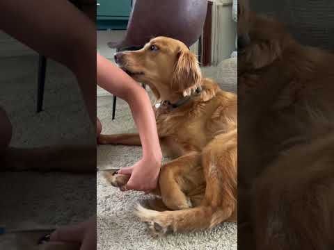 coming home to my golden retriever🥵 goldenretreiver dog ind… サムネイル