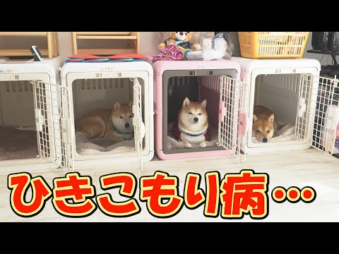 柴犬を過保護に育てると、こうなっちゃうので注意してください。 サムネイル